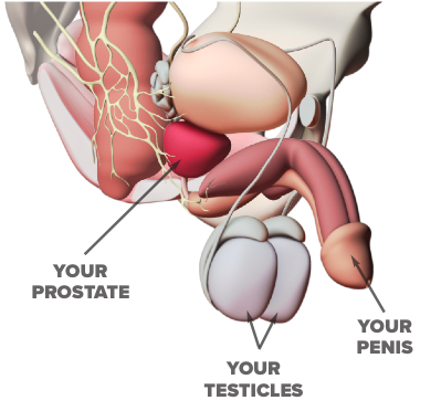 Female breast (Illustration, Anatomy) - DocCheck